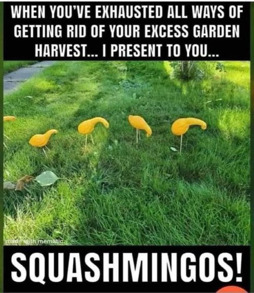 garden squash mingos.jpg